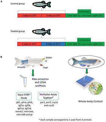 Low Temperature Effect on the Endocrine and Circadian Systems of Adult Danio rerio